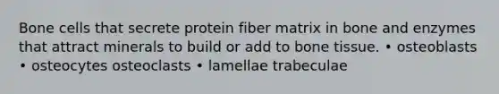 Bone cells that secrete protein fiber matrix in bone and enzymes that attract minerals to build or add to bone tissue. • osteoblasts • osteocytes osteoclasts • lamellae trabeculae