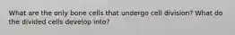 What are the only bone cells that undergo cell division? What do the divided cells develop into?