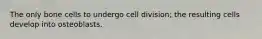 The only bone cells to undergo cell division; the resulting cells develop into osteoblasts.