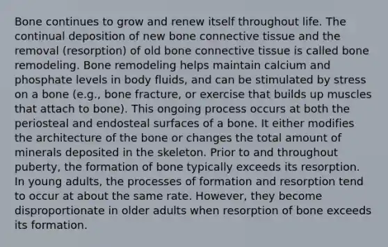 Bone continues to grow and renew itself throughout life. The continual deposition of new bone connective tissue and the removal (resorption) of old bone connective tissue is called bone remodeling. Bone remodeling helps maintain calcium and phosphate levels in body fluids, and can be stimulated by stress on a bone (e.g., bone fracture, or exercise that builds up muscles that attach to bone). This ongoing process occurs at both the periosteal and endosteal surfaces of a bone. It either modifies the architecture of the bone or changes the total amount of minerals deposited in the skeleton. Prior to and throughout puberty, the formation of bone typically exceeds its resorption. In young adults, the processes of formation and resorption tend to occur at about the same rate. However, they become disproportionate in older adults when resorption of bone exceeds its formation.