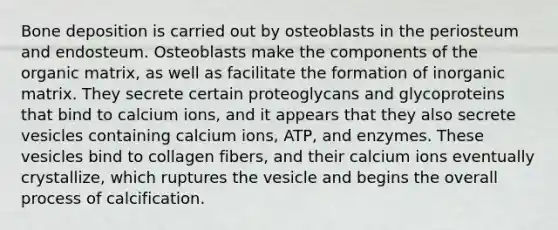 Bone deposition is carried out by osteoblasts in the periosteum and endosteum. Osteoblasts make the components of the organic matrix, as well as facilitate the formation of inorganic matrix. They secrete certain proteoglycans and glycoproteins that bind to calcium ions, and it appears that they also secrete vesicles containing calcium ions, ATP, and enzymes. These vesicles bind to collagen fibers, and their calcium ions eventually crystallize, which ruptures the vesicle and begins the overall process of calcification.