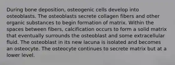 During bone deposition, osteogenic cells develop into osteoblasts. The osteoblasts secrete collagen fibers and other organic substances to begin formation of matrix. Within the spaces between fibers, calcification occurs to form a solid matrix that eventually surrounds the osteoblast and some extracellular fluid. The osteoblast in its new lacuna is isolated and becomes an osteocyte. The osteocyte continues to secrete matrix but at a lower level.