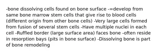 -bone dissolving cells found on bone surface -=develop from same bone marrow stem cells that give rise to blood cells (different origin from other bone cells) -Very large cells formed from fusion of several stem cells -Have multiple nuclei in each cell -Ruffled border (large surface area) faces bone -often reside in resorption bays (pits in bone surface) -Dissolving bone is part of bone remodeling