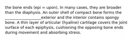 the bone ends (epi = upon). In many cases, they are broader than the diaphysis. An outer shell of compact bone forms the ___________________exterior and the interior contains spongy bone. A thin layer of articular (hyaline) cartilage covers the joint surface of each epiphysis, cushioning the opposing bone ends during movement and absorbing stress.