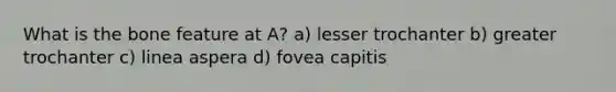 What is the bone feature at A? a) lesser trochanter b) greater trochanter c) linea aspera d) fovea capitis