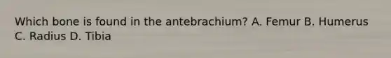 Which bone is found in the antebrachium? A. Femur B. Humerus C. Radius D. Tibia