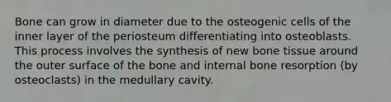 Bone can grow in diameter due to the osteogenic cells of the inner layer of the periosteum differentiating into osteoblasts. This process involves the synthesis of new bone tissue around the outer surface of the bone and internal bone resorption (by osteoclasts) in the medullary cavity.