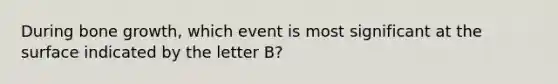 During bone growth, which event is most significant at the surface indicated by the letter B?