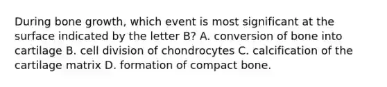 During bone growth, which event is most significant at the surface indicated by the letter B? A. conversion of bone into cartilage B. cell division of chondrocytes C. calcification of the cartilage matrix D. formation of compact bone.