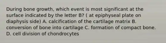 During <a href='https://www.questionai.com/knowledge/ki4t7AlC39-bone-growth' class='anchor-knowledge'>bone growth</a>, which event is most significant at the surface indicated by the letter B? ( at epiphyseal plate on diaphysis side) A. calcification of the cartilage matrix B. conversion of bone into cartilage C. formation of compact bone. D. <a href='https://www.questionai.com/knowledge/kjHVAH8Me4-cell-division' class='anchor-knowledge'>cell division</a> of chondrocytes