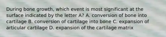 During bone growth, which event is most significant at the surface indicated by the letter A? A. conversion of bone into cartilage B. conversion of cartilage into bone C. expansion of articular cartilage D. expansion of the cartilage matrix