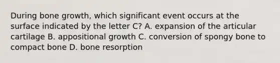 During bone growth, which significant event occurs at the surface indicated by the letter C? A. expansion of the articular cartilage B. appositional growth C. conversion of spongy bone to compact bone D. bone resorption