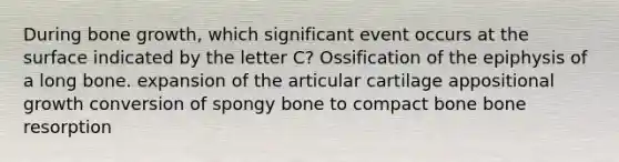 During bone growth, which significant event occurs at the surface indicated by the letter C? Ossification of the epiphysis of a long bone. expansion of the articular cartilage appositional growth conversion of spongy bone to compact bone bone resorption