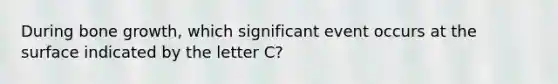 During <a href='https://www.questionai.com/knowledge/ki4t7AlC39-bone-growth' class='anchor-knowledge'>bone growth</a>, which significant event occurs at the surface indicated by the letter C?