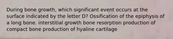 During bone growth, which significant event occurs at the surface indicated by the letter D? Ossification of the epiphysis of a long bone. interstitial growth bone resorption production of compact bone production of hyaline cartilage