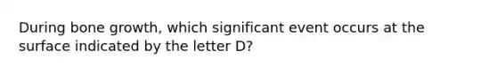 During bone growth, which significant event occurs at the surface indicated by the letter D?