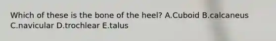 Which of these is the bone of the heel? A.Cuboid B.calcaneus C.navicular D.trochlear E.talus