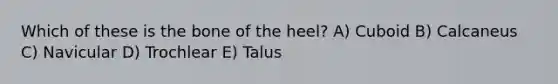 Which of these is the bone of the heel? A) Cuboid B) Calcaneus C) Navicular D) Trochlear E) Talus