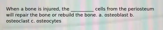 When a bone is injured, the __________ cells from the periosteum will repair the bone or rebuild the bone. a. osteoblast b. osteoclast c. osteocytes