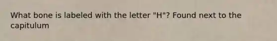 What bone is labeled with the letter "H"? Found next to the capitulum