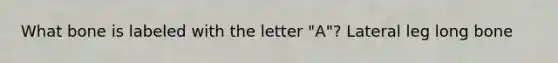 What bone is labeled with the letter "A"? Lateral leg long bone