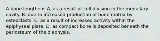 A bone lengthens A. as a result of cell division in the medullary cavity. B. due to increased production of bone matrix by osteoclasts. C. as a result of increased activity within the epiphyseal plate. D. as compact bone is deposited beneath the periosteum of the diaphysis.