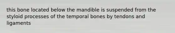 this bone located below the mandible is suspended from the styloid processes of the temporal bones by tendons and ligaments