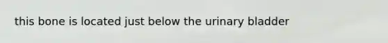 this bone is located just below the urinary bladder