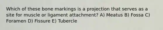 Which of these bone markings is a projection that serves as a site for muscle or ligament attachment? A) Meatus B) Fossa C) Foramen D) Fissure E) Tubercle