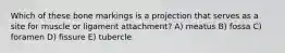 Which of these bone markings is a projection that serves as a site for muscle or ligament attachment? A) meatus B) fossa C) foramen D) fissure E) tubercle