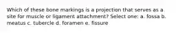 Which of these bone markings is a projection that serves as a site for muscle or ligament attachment? Select one: a. fossa b. meatus c. tubercle d. foramen e. fissure
