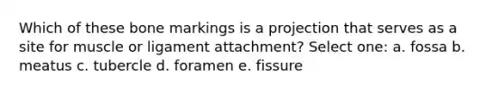 Which of these bone markings is a projection that serves as a site for muscle or ligament attachment? Select one: a. fossa b. meatus c. tubercle d. foramen e. fissure