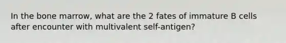 In the bone marrow, what are the 2 fates of immature B cells after encounter with multivalent self-antigen?