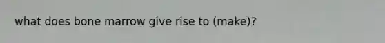 what does bone marrow give rise to (make)?