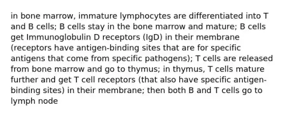 in bone marrow, immature lymphocytes are differentiated into T and B cells; B cells stay in the bone marrow and mature; B cells get Immunoglobulin D receptors (IgD) in their membrane (receptors have antigen-binding sites that are for specific antigens that come from specific pathogens); T cells are released from bone marrow and go to thymus; in thymus, T cells mature further and get T cell receptors (that also have specific antigen-binding sites) in their membrane; then both B and T cells go to lymph node