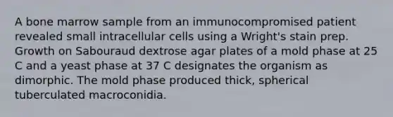 A bone marrow sample from an immunocompromised patient revealed small intracellular cells using a Wright's stain prep. Growth on Sabouraud dextrose agar plates of a mold phase at 25 C and a yeast phase at 37 C designates the organism as dimorphic. The mold phase produced thick, spherical tuberculated macroconidia.