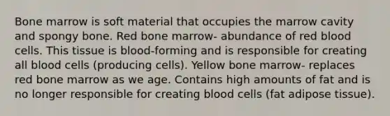 Bone marrow is soft material that occupies the marrow cavity and spongy bone. Red bone marrow- abundance of red blood cells. This tissue is blood-forming and is responsible for creating all blood cells (producing cells). Yellow bone marrow- replaces red bone marrow as we age. Contains high amounts of fat and is no longer responsible for creating blood cells (fat adipose tissue).