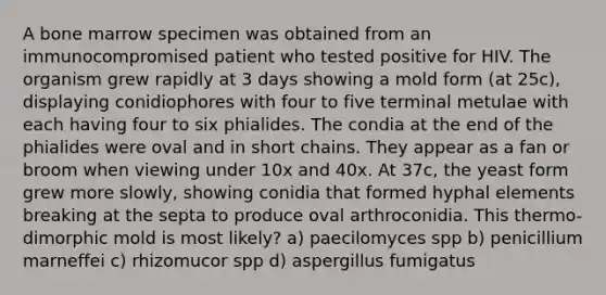 A bone marrow specimen was obtained from an immunocompromised patient who tested positive for HIV. The organism grew rapidly at 3 days showing a mold form (at 25c), displaying conidiophores with four to five terminal metulae with each having four to six phialides. The condia at the end of the phialides were oval and in short chains. They appear as a fan or broom when viewing under 10x and 40x. At 37c, the yeast form grew more slowly, showing conidia that formed hyphal elements breaking at the septa to produce oval arthroconidia. This thermo-dimorphic mold is most likely? a) paecilomyces spp b) penicillium marneffei c) rhizomucor spp d) aspergillus fumigatus