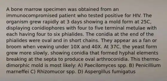 A bone marrow specimen was obtained from an immunocompromised patient who tested positive for HIV. The organism grew rapidly at 3 days showing a mold form at 25C, displaying conidiophores with four to five terminal metulae with each having four to six phialides. The conidia at the end of the phialides were oval and in short chains. They appear as a fan or broom when vewing under 10X and 40X. At 37C, the yeast form grew more slowly, showing conidia that formed hyphal elements breaking at the septa to produce oval arthroconidia. This thermo-dimorphic mold is most likely: A) Paecilomyces spp. B) Penicillium marneffei C) Rhizomucor spp. D) Aspergillus fumigatus