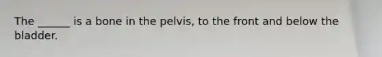 The ______ is a bone in the pelvis, to the front and below the bladder.