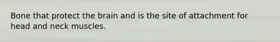 Bone that protect the brain and is the site of attachment for head and neck muscles.