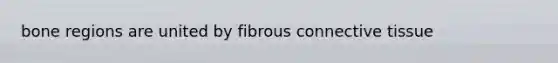 bone regions are united by fibrous connective tissue