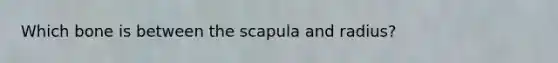 Which bone is between the scapula and radius?