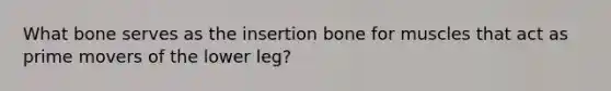 What bone serves as the insertion bone for muscles that act as prime movers of the lower leg?