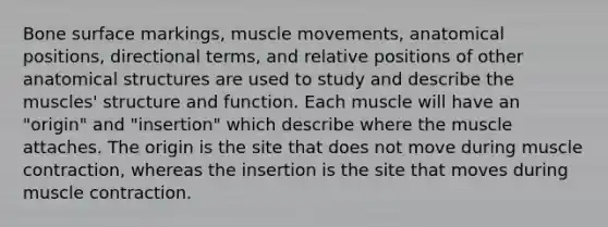 Bone surface markings, muscle movements, anatomical positions, directional terms, and relative positions of other anatomical structures are used to study and describe the muscles' structure and function. Each muscle will have an "origin" and "insertion" which describe where the muscle attaches. The origin is the site that does not move during <a href='https://www.questionai.com/knowledge/k0LBwLeEer-muscle-contraction' class='anchor-knowledge'>muscle contraction</a>, whereas the insertion is the site that moves during muscle contraction.