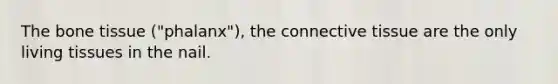 The bone tissue ("phalanx"), the <a href='https://www.questionai.com/knowledge/kYDr0DHyc8-connective-tissue' class='anchor-knowledge'>connective tissue</a> are the only living tissues in the nail.