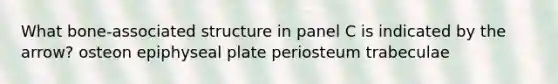 What bone-associated structure in panel C is indicated by the arrow? osteon epiphyseal plate periosteum trabeculae