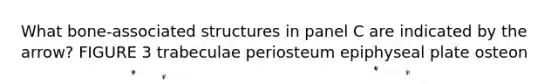 What bone-associated structures in panel C are indicated by the arrow? FIGURE 3 trabeculae periosteum epiphyseal plate osteon