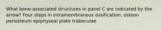 What bone-associated structures in panel C are indicated by the arrow? Four steps in intramembranous ossification. osteon periosteum epiphyseal plate trabeculae