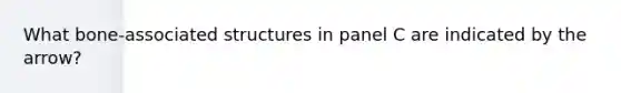 What bone-associated structures in panel C are indicated by the arrow?